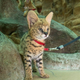 Illustration for article titled ZOMG BABY SERVALS!!!